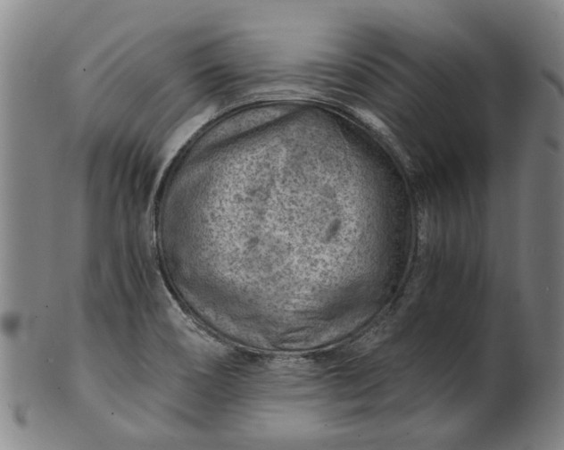 X0000101651466200807241344