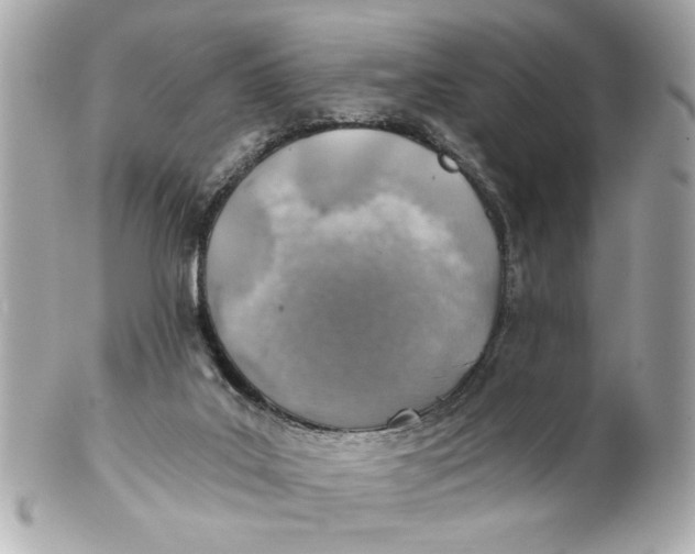 X0000101650019200807311423