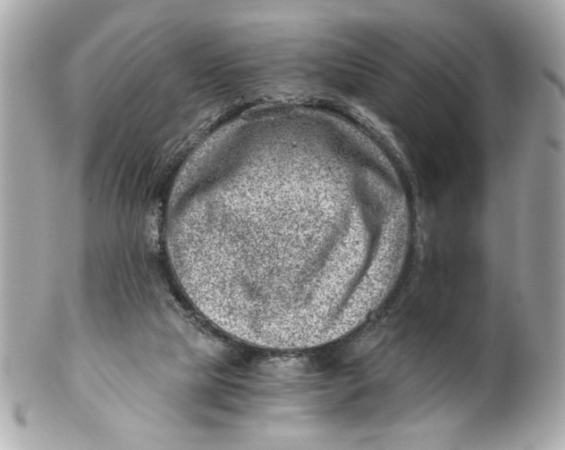X0000101650065200807311422
