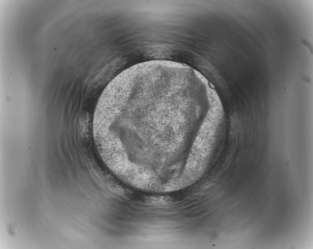 X0000101650073200807311422