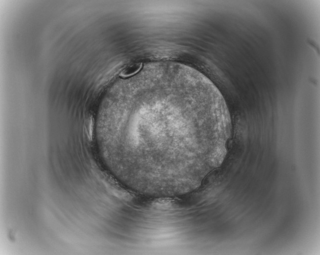 X0000101650076200807311422