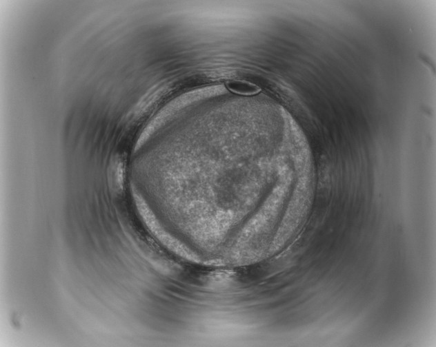 X0000101650124200807311421