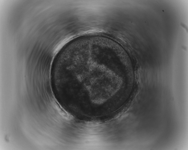 X0000101650196200807311420