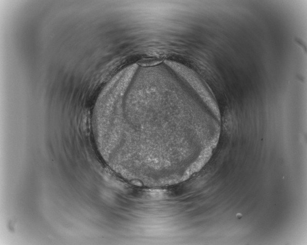 X0000101650233200807311420