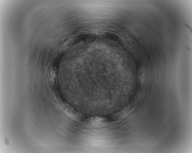 X0000101650235200807311420