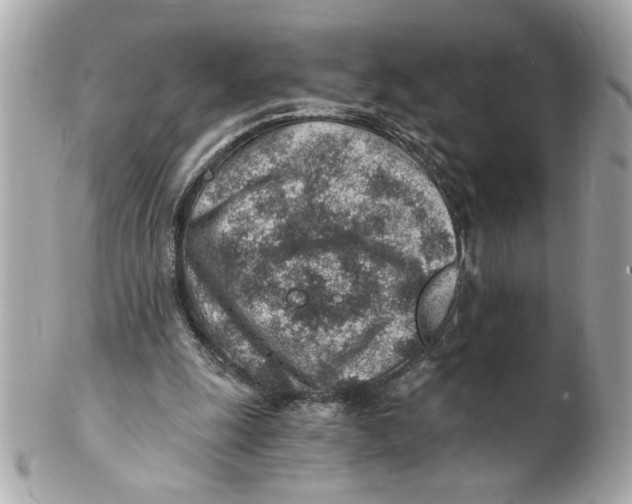 X0000101650247200807311419