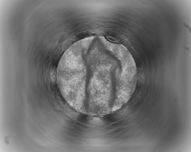X0000101650285200807311420