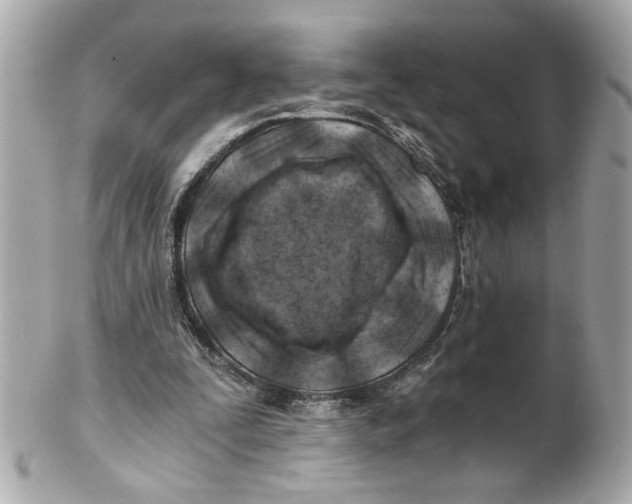 X0000101650295200807311419