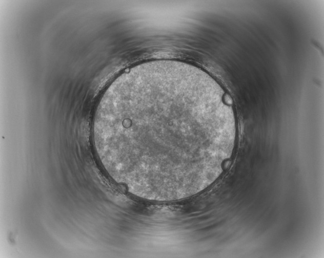 X0000101650297200807311419