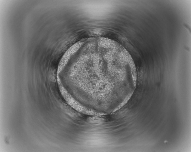 X0000101650331200807311419