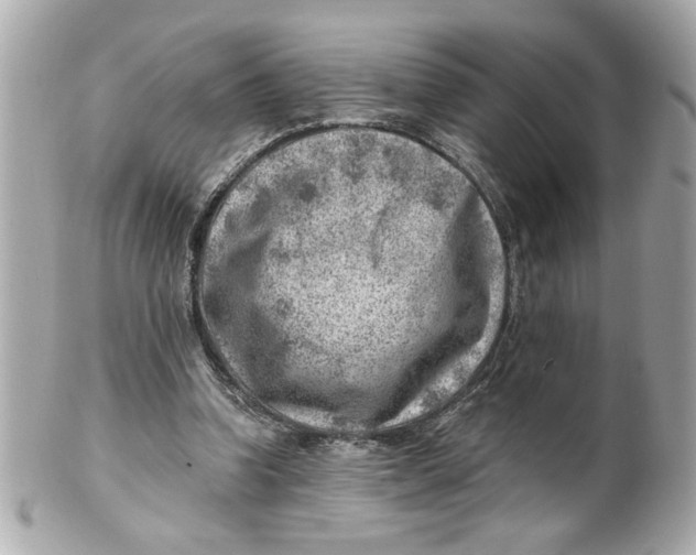 X0000101650346200807311418