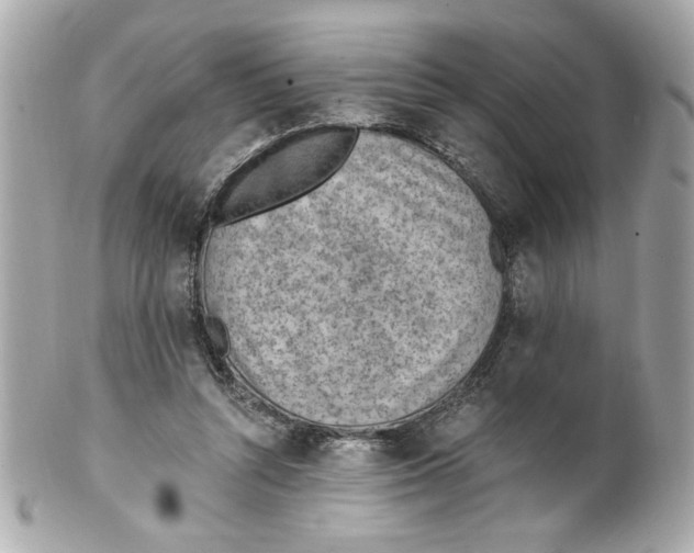 X0000101650352200807311418
