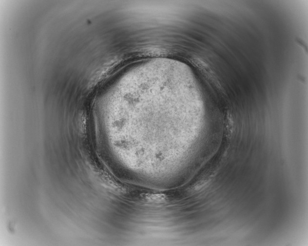 X0000101650355200807311418