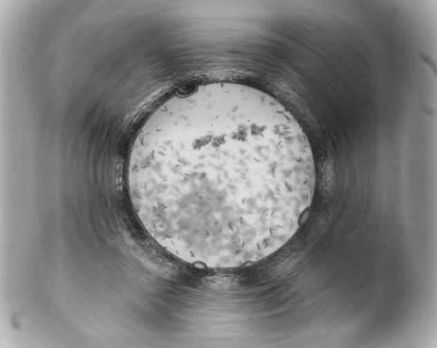 X0000101650356200807311418