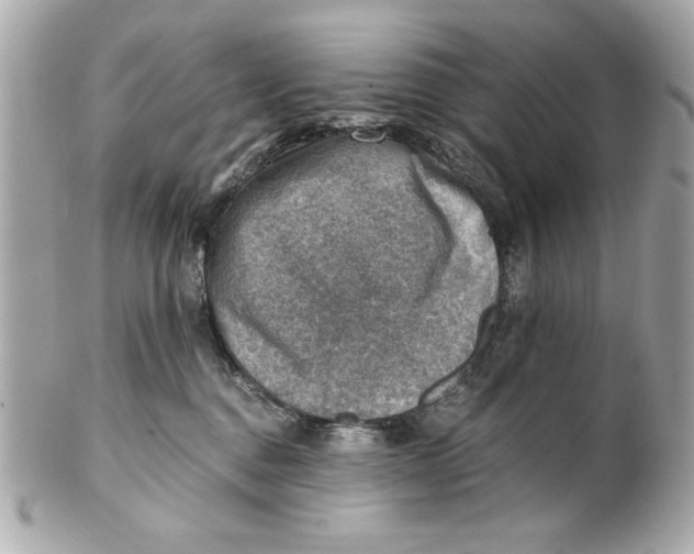 X0000101650376200807311418