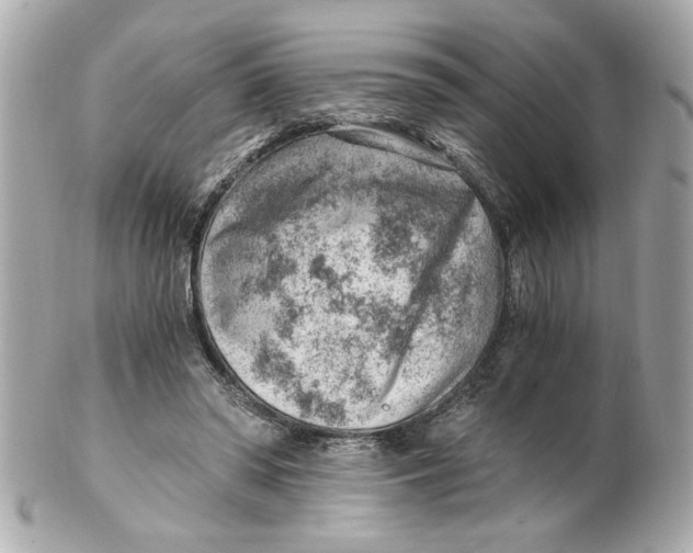 X0000101650398200807311418