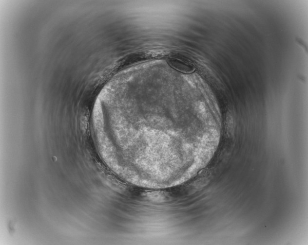 X0000101650417200807311417