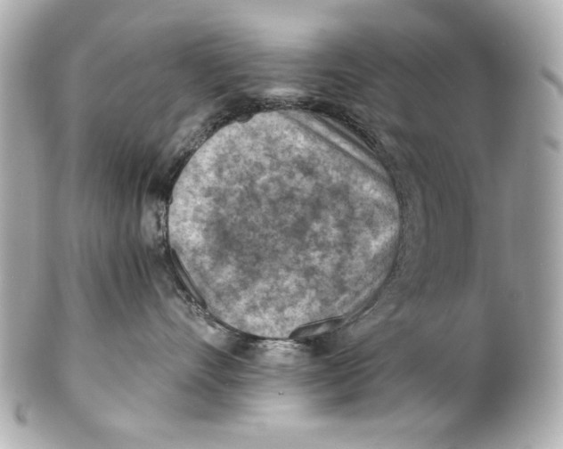 X0000101650528200807311416