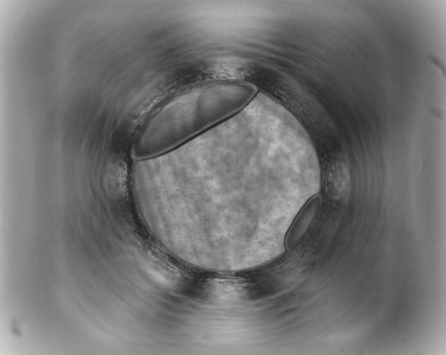 X0000101650556200807311416