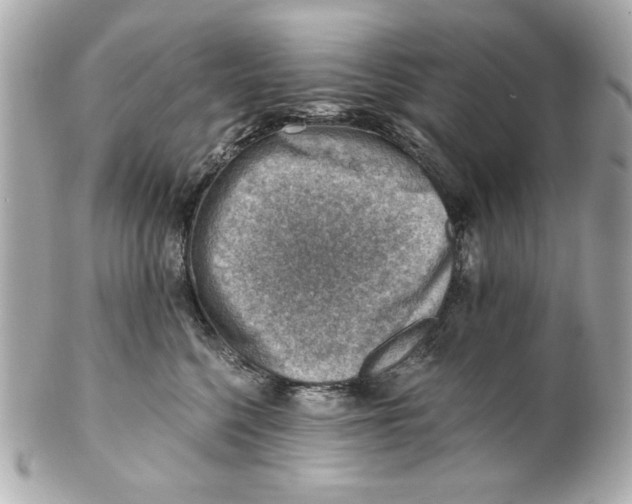 X0000101650568200807311416