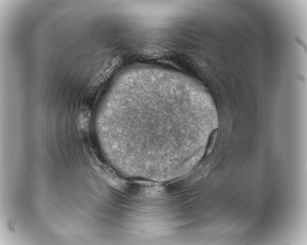 X0000101650576200807311416