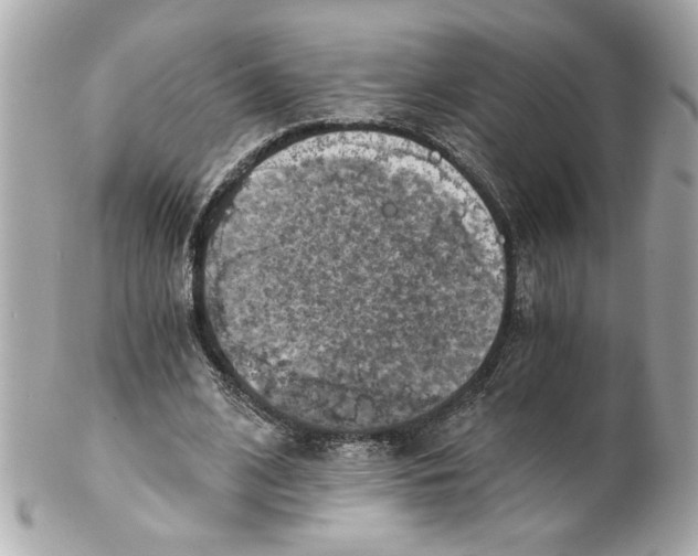 X0000101650584200807311415