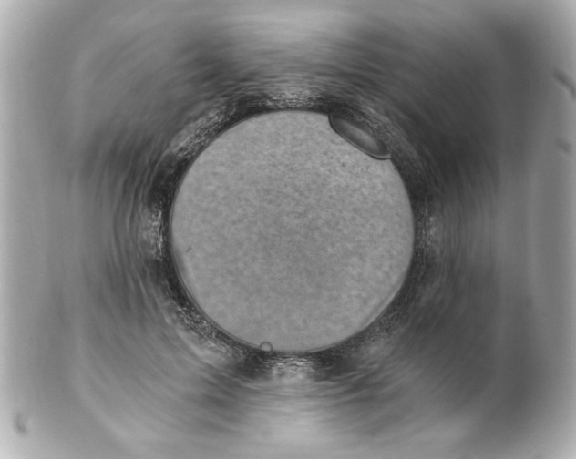 X0000101650599200807311415