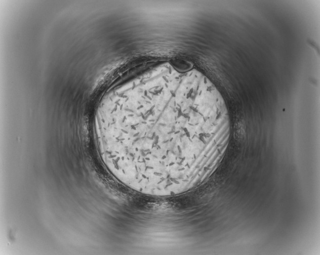 X0000101650688200807311413