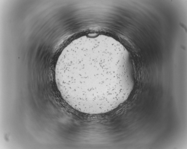 X0000101650776200807311412