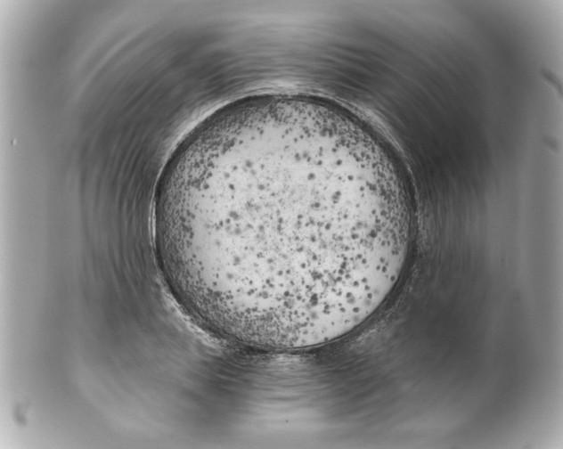 X0000101650839200807311411