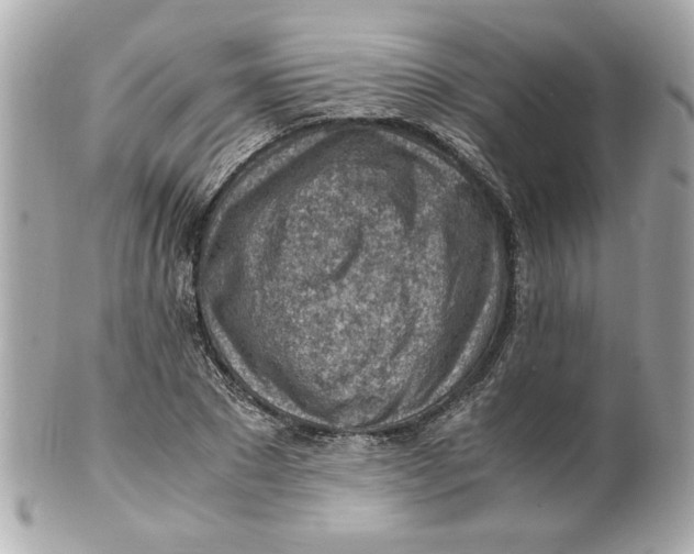 X0000101650881200807311411