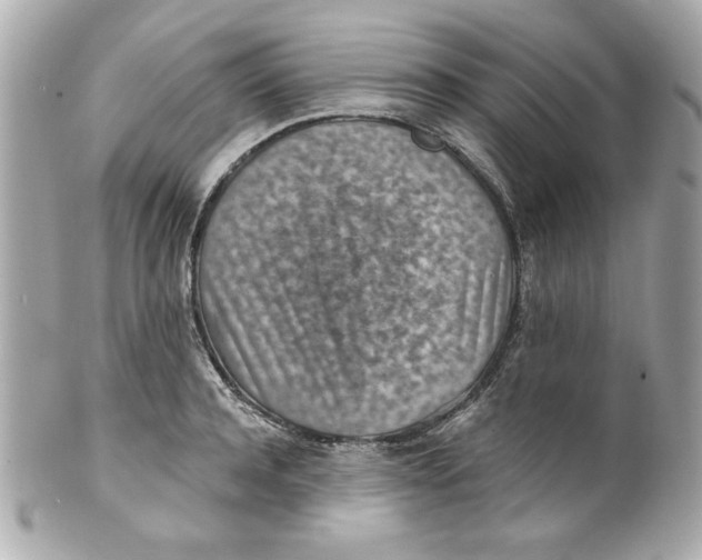 X0000101650944200807311410