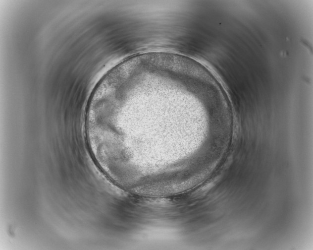 X0000101650957200807311410