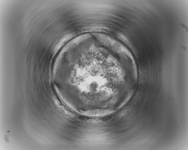 X0000101650994200807311409