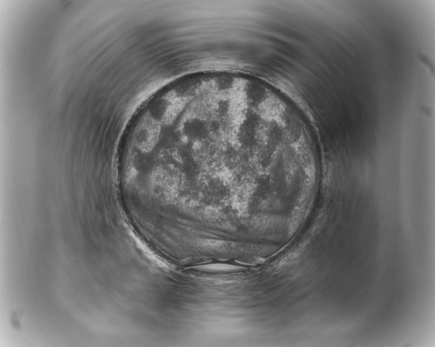 X0000101651037200807311409