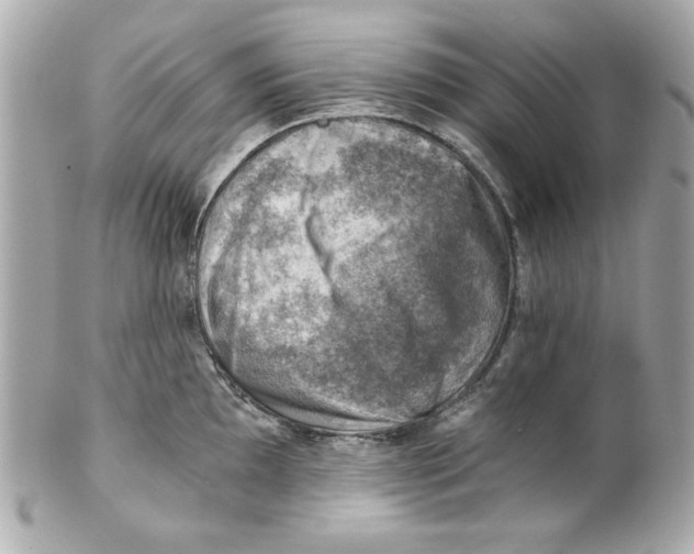 X0000101651097200807311408