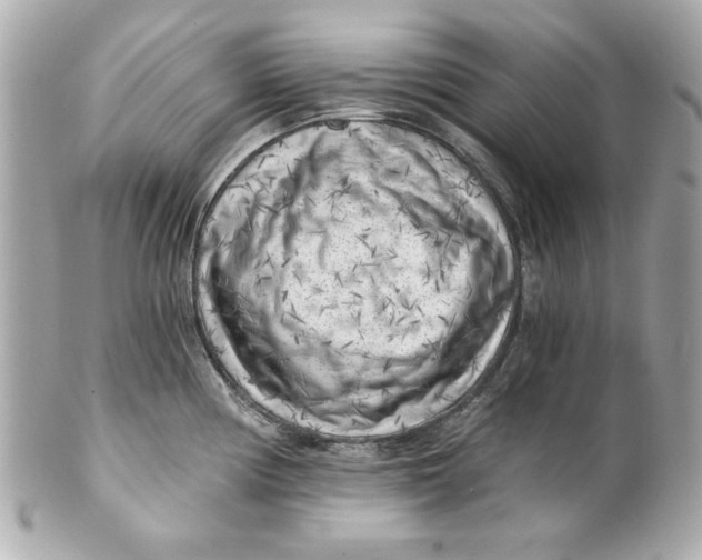 X0000101651194200807311406
