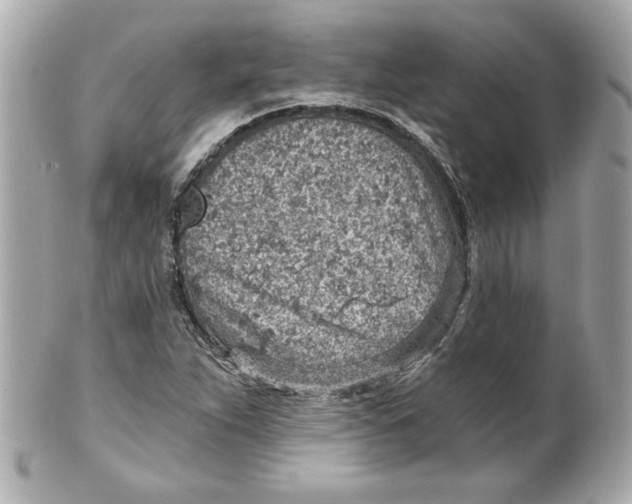 X0000101651263200807311405