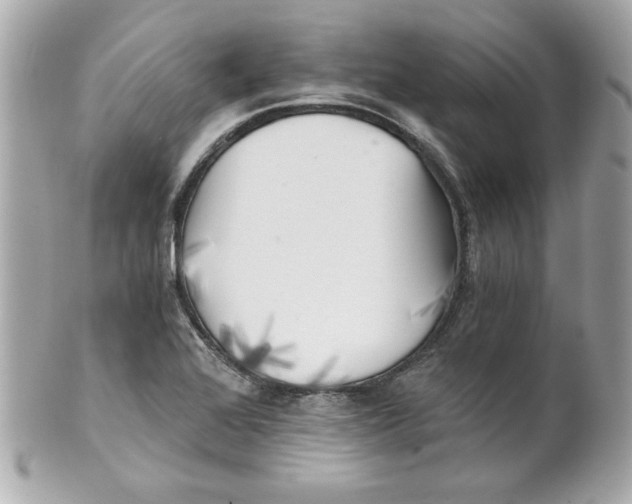 X0000101651368200807311404