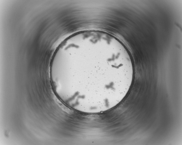 X0000101651388200807311404