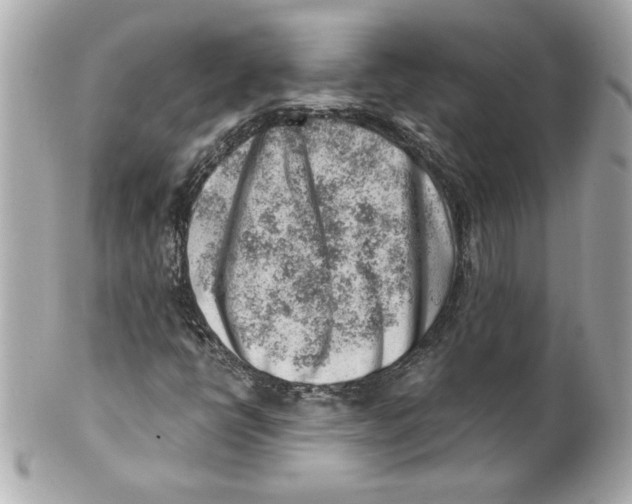 X0000101651398200807311403