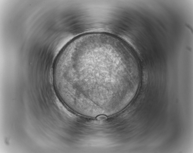 X0000101651468200807311402