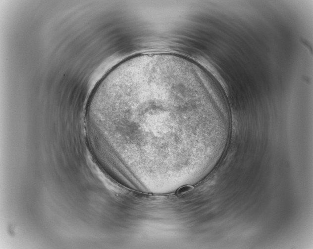 X0000101651485200807311402