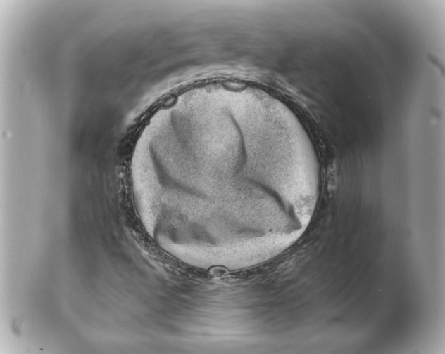 X0000101651496200807311401