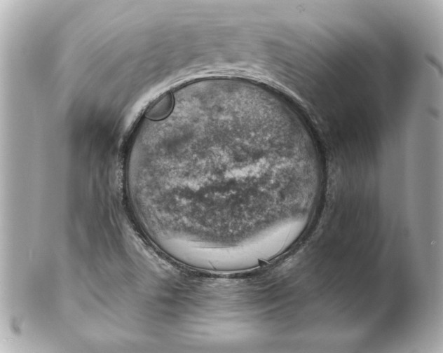 X0000101651506200807311401