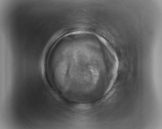 X0000101650101200808071124