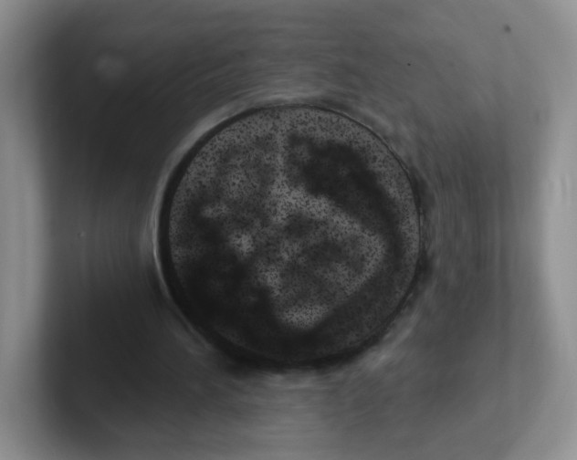 X0000101650196200808071122