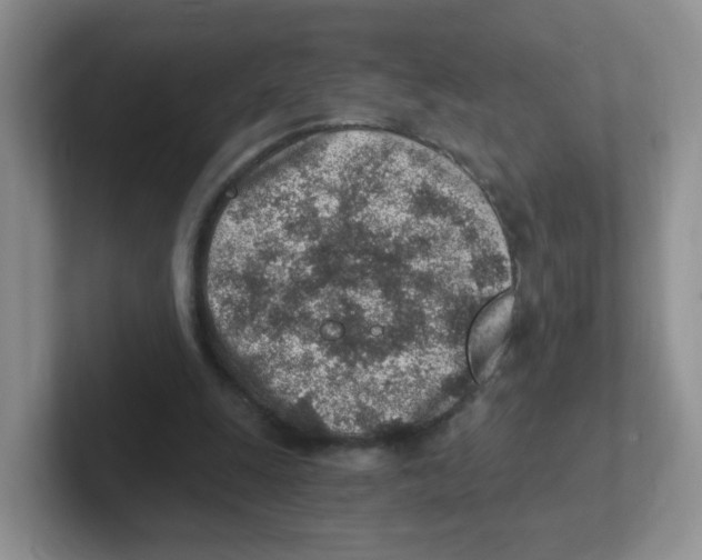 X0000101650247200808071121