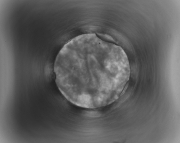 X0000101650284200808071121