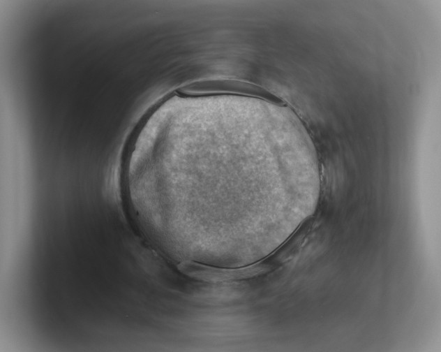 X0000101650292200808071121